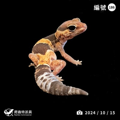 肥尾守宮．普肥 h 橘白無紋（編號 186）1