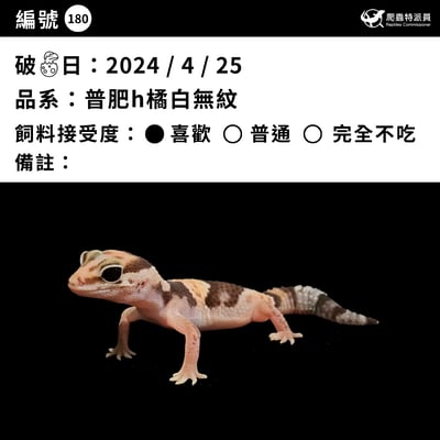 肥尾守宮．普肥 h 橘白無紋（編號 180）3