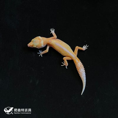 豹紋守宮．川普白化（編號 173）2