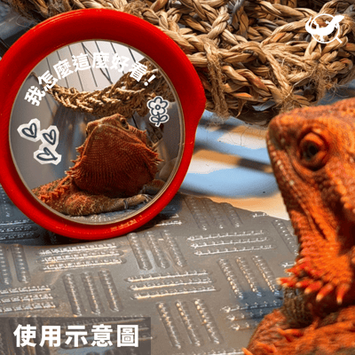 迷你廣角鏡擺設6