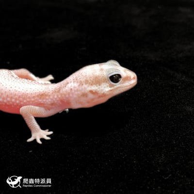 肥尾守宮．Oreo 無紋（編號 369）4