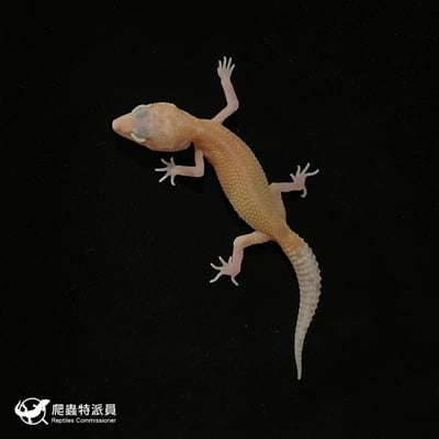 豹紋守宮．川白日蝕（編號 126）2