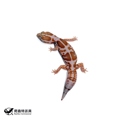 肥尾守宮．立可白橘白（編號 469）1