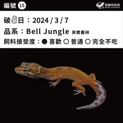 豹紋守宮．貝爾叢林（編號 15）3