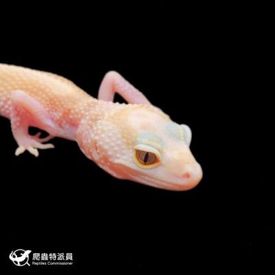 豹紋守宮．WY 直線川白雪花（編號 400）4