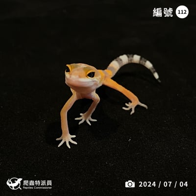 豹紋守宮．橘化（編號 112）1