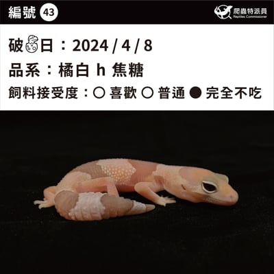 肥尾守宮．橘白 h 焦糖（編號 43）3