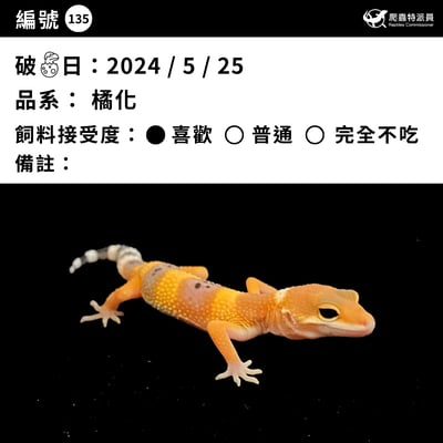 豹紋守宮． 橘化（編號 135）3