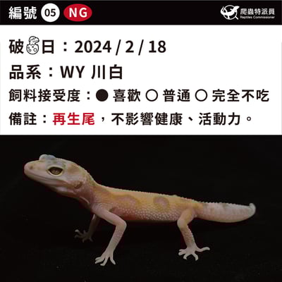 豹紋守宮．WY 川白（編號 5）3