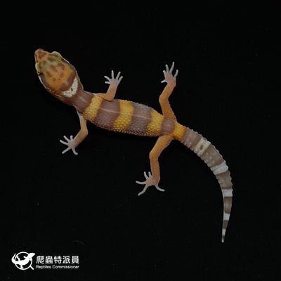 豹紋守宮．貝爾白化（編號 7）2