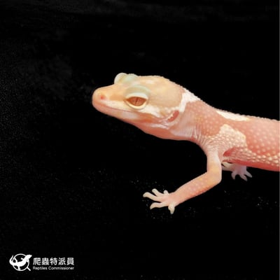 豹紋守宮．川普雪花（編號 165）5