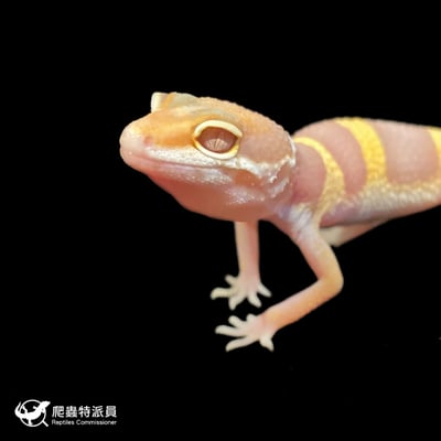 豹紋守宮．川普白化（編號 113）5