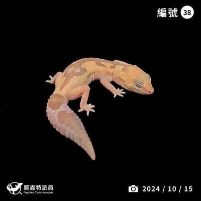 肥尾守宮．焦糖祖魯 h 橘白（編號 38）1