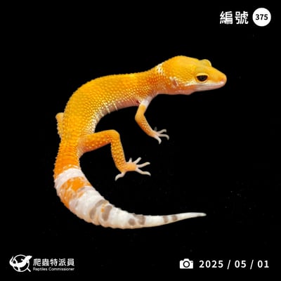 豹紋守宮．橘化（編號 375）1