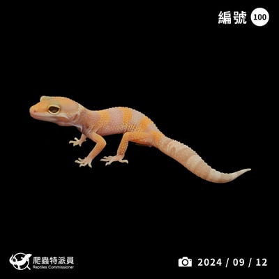 豹紋守宮．川普白化（編號 100）1