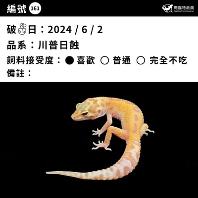 豹紋守宮．川普日蝕（編號 161）3