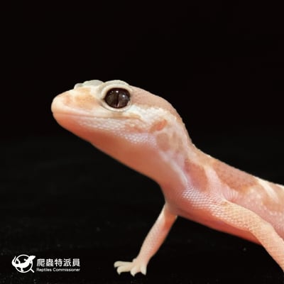 肥尾守宮．直線立可白焦糖 h 橘白祖魯（編號 42）5