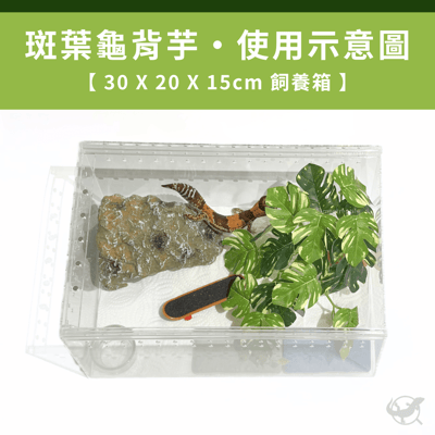爬蟲龜背芋植物造景4