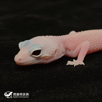 豹紋守宮．雪花暴風雪日蝕（編號 48）6