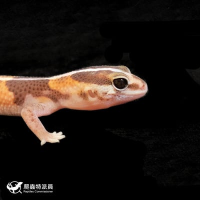 肥尾守宮．直線普肥 h 橘白無紋（編號 177）4