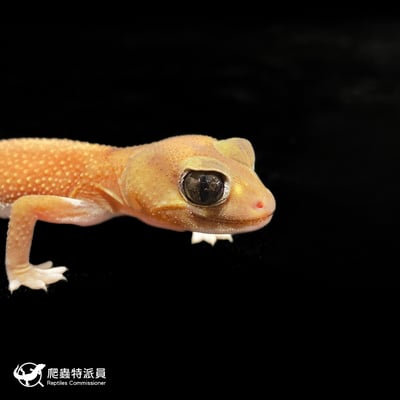 瘤尾守宮．NLP  / 無隱白（編號 327）4