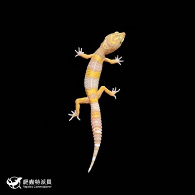 豹紋守宮．日焰（編號 102 ）2