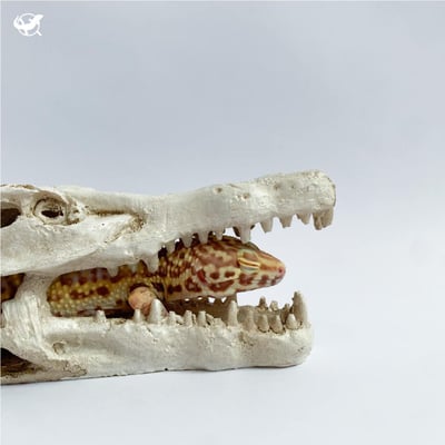 鱷魚頭骨躲避屋1