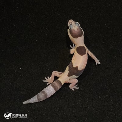 肥尾守宮．立可白（編號 46）2