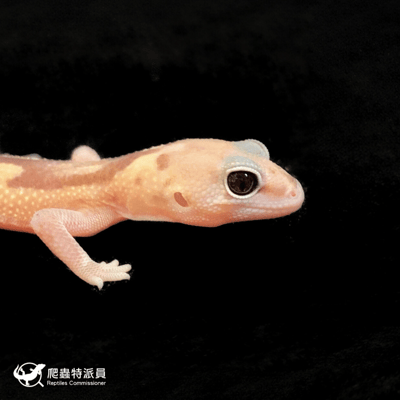 肥尾守宮．祖魯（編號 241）4