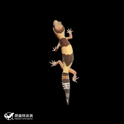 肥尾守宮．普肥（編號 425）2