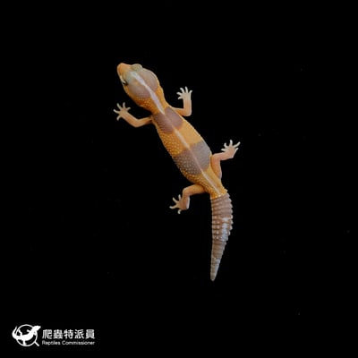 肥尾守宮．直線橘白（編號 191）2