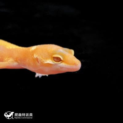 豹紋守宮．川普橘白化（編號 114）4