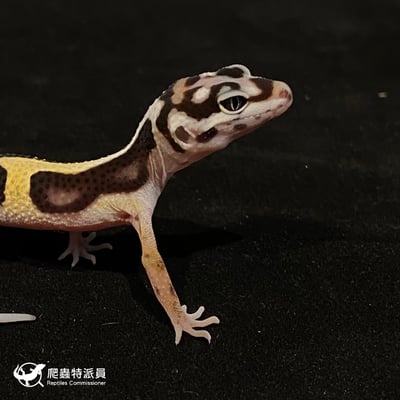 豹紋守宮．土匪（編號 166）4