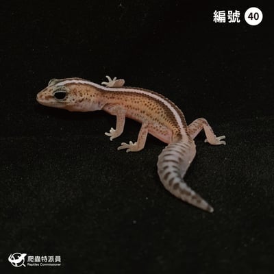 肥尾守宮．直線無紋 h 奧利奧（編號 40）1