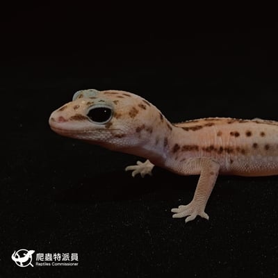 肥尾守宮．立可白無紋（編號 33）5