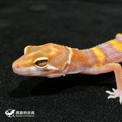 豹紋守宮．貝爾白化（編號 6）5