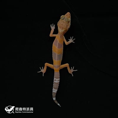 豹紋守宮．日焰（編號 10）2