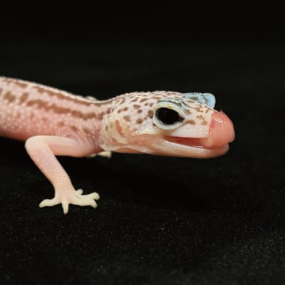 豹紋守宮．超雪（編號 50）3