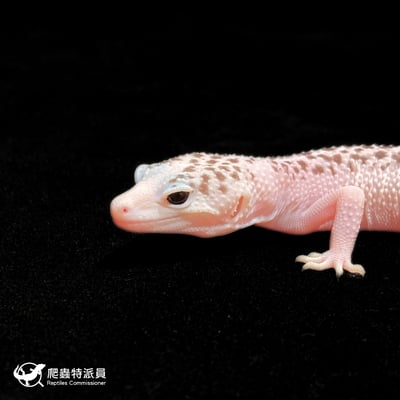 豹紋守宮．全日蝕（編號 271）5