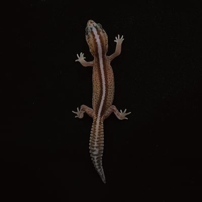 肥尾守宮．直線無紋 h 奧利奧（編號 40）2