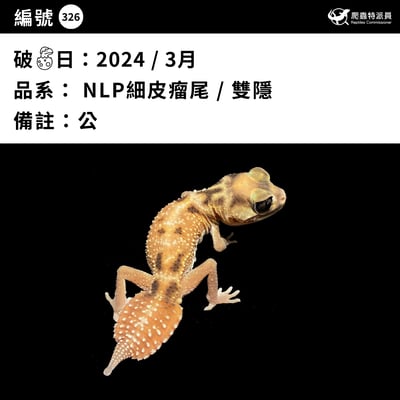 瘤尾守宮．NLP / 雙隱（編號 326）3
