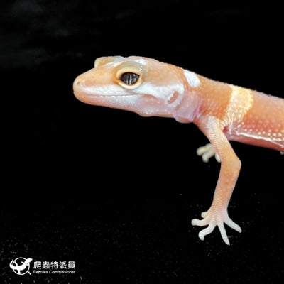 豹紋守宮．超級少斑橘化蘿蔔尾（編號 75）5