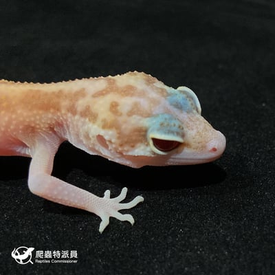 豹紋守宮．川白日蝕（編號 8）4