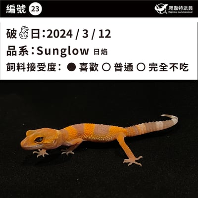 豹紋守宮．日焰（編號 23）3