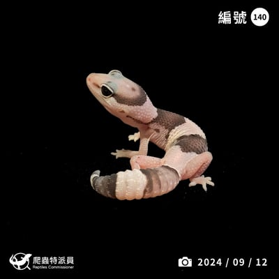 肥尾守宮．Oreo（編號 140）1