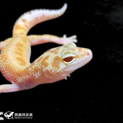 豹紋守宮．川白日蝕（編號 373）4