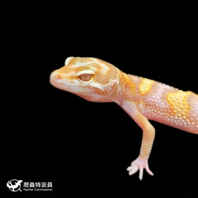 豹紋守宮．WY 川白（編號 376）5