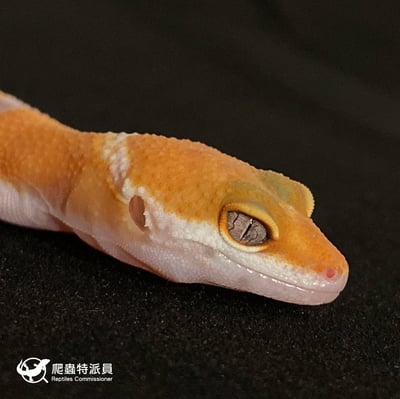 豹紋守宮．日焰（編號 16）4