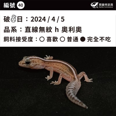 肥尾守宮．直線無紋 h 奧利奧（編號 40）3