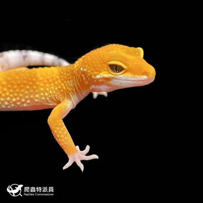 豹紋守宮．橘化（編號 262 ）4